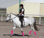 Szkoła Jazdy konnej - nasze konie i kucyki
